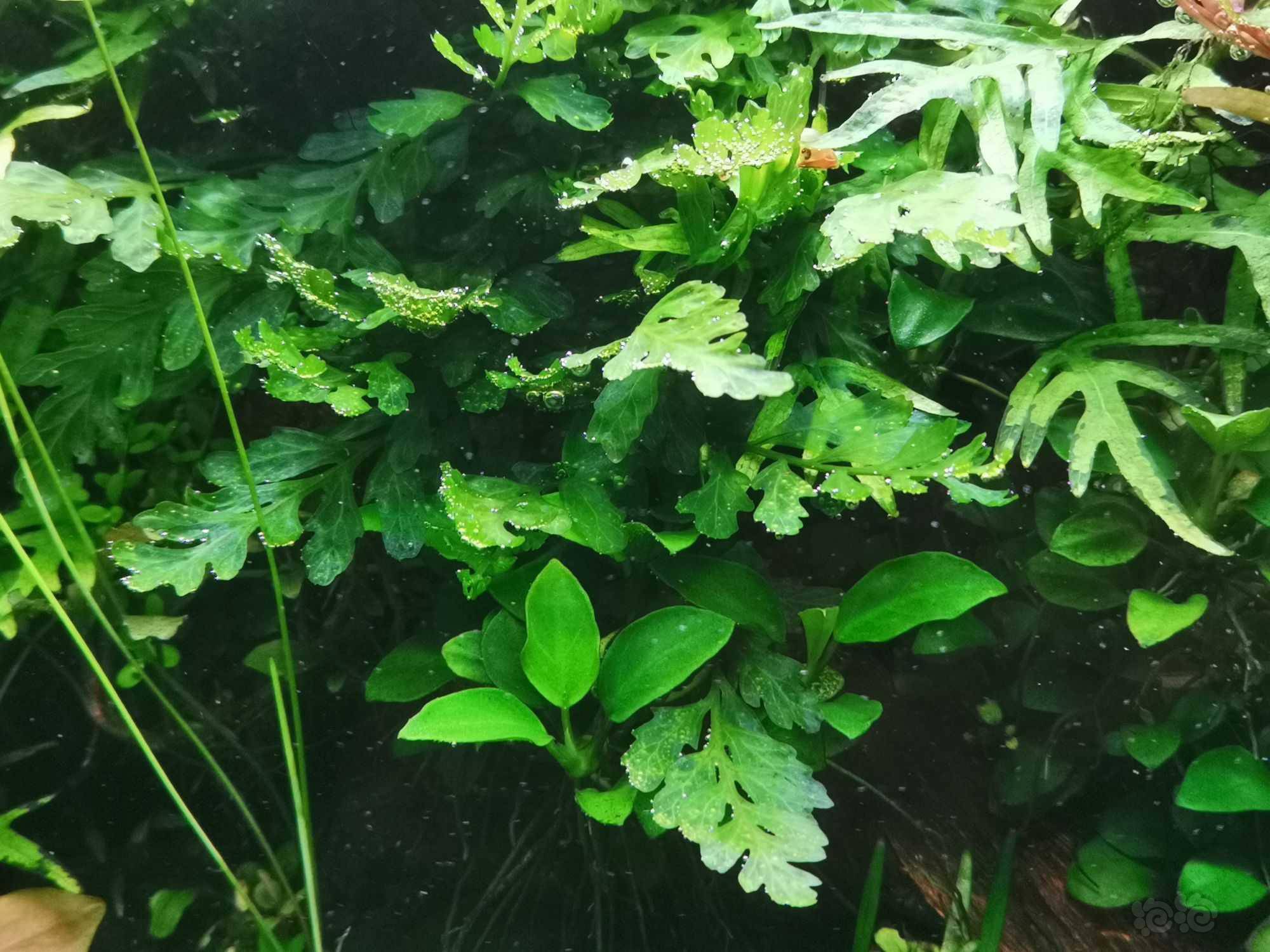 年前最后一份水草来看看