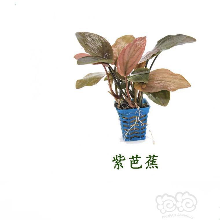 【求购】收紫芭蕉、美波莉椒草-图1