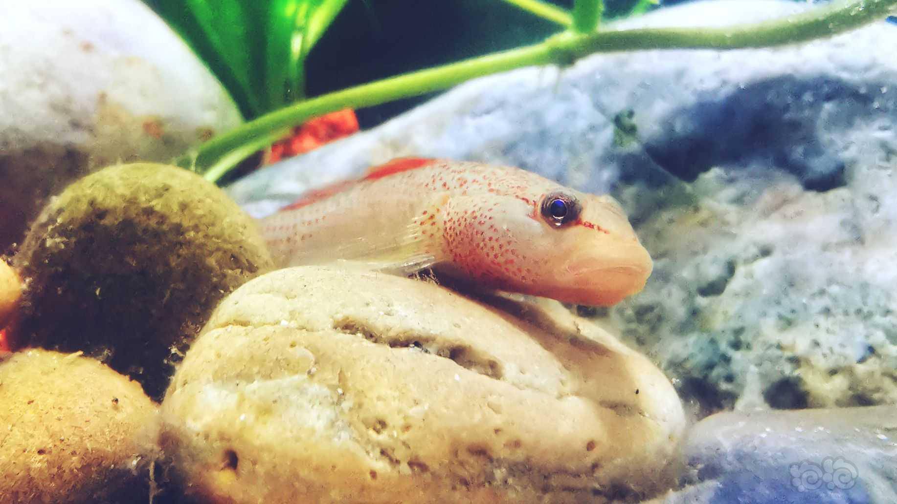 虾虎和鱼 - 泡泡水族