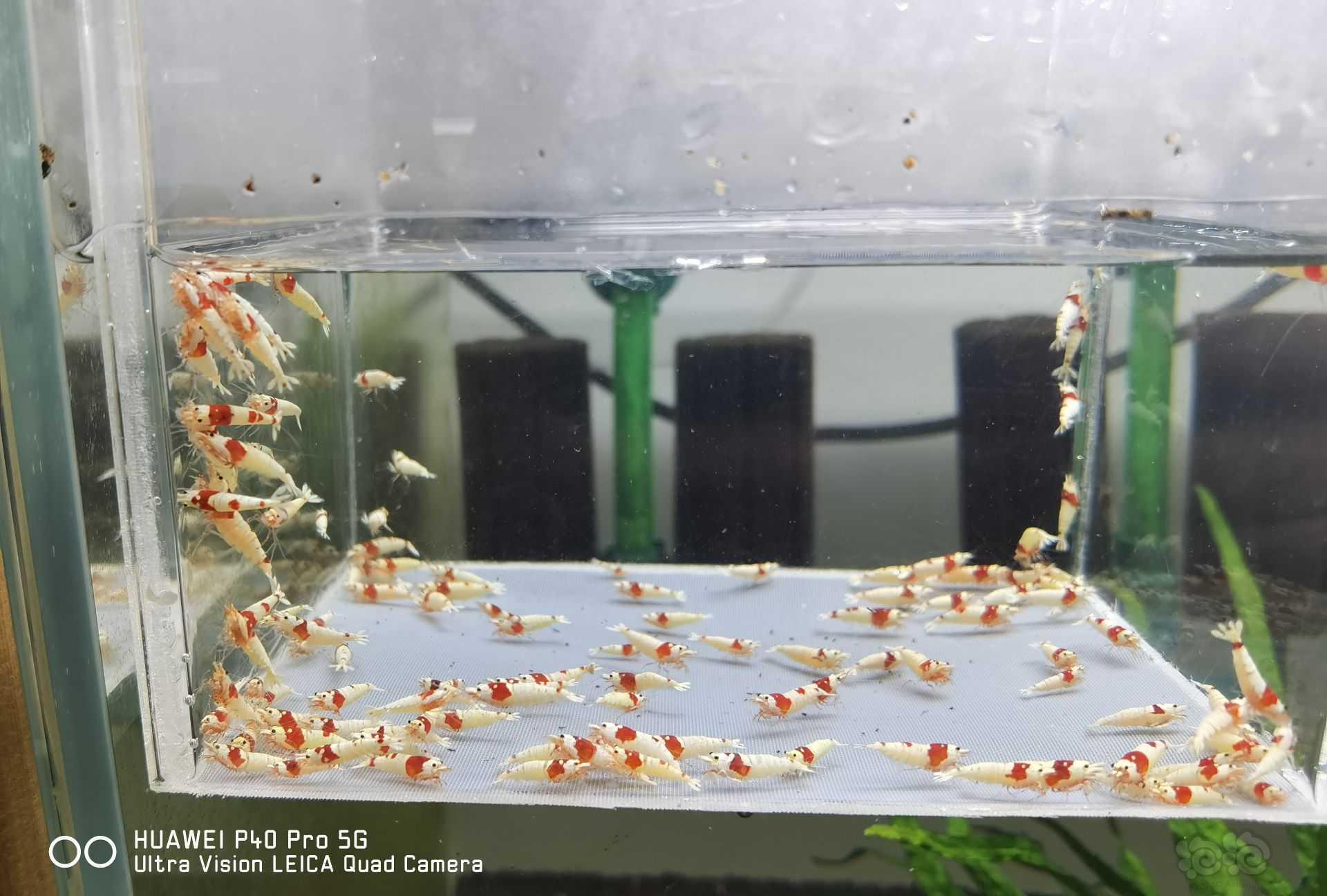 【虾】2021-12-10#RMB拍卖纯血红白水晶虾-图2