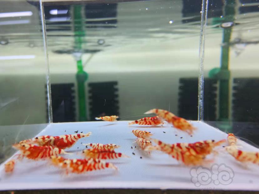 【虾】2021-12-08RMB拍卖红花虎20只-图1