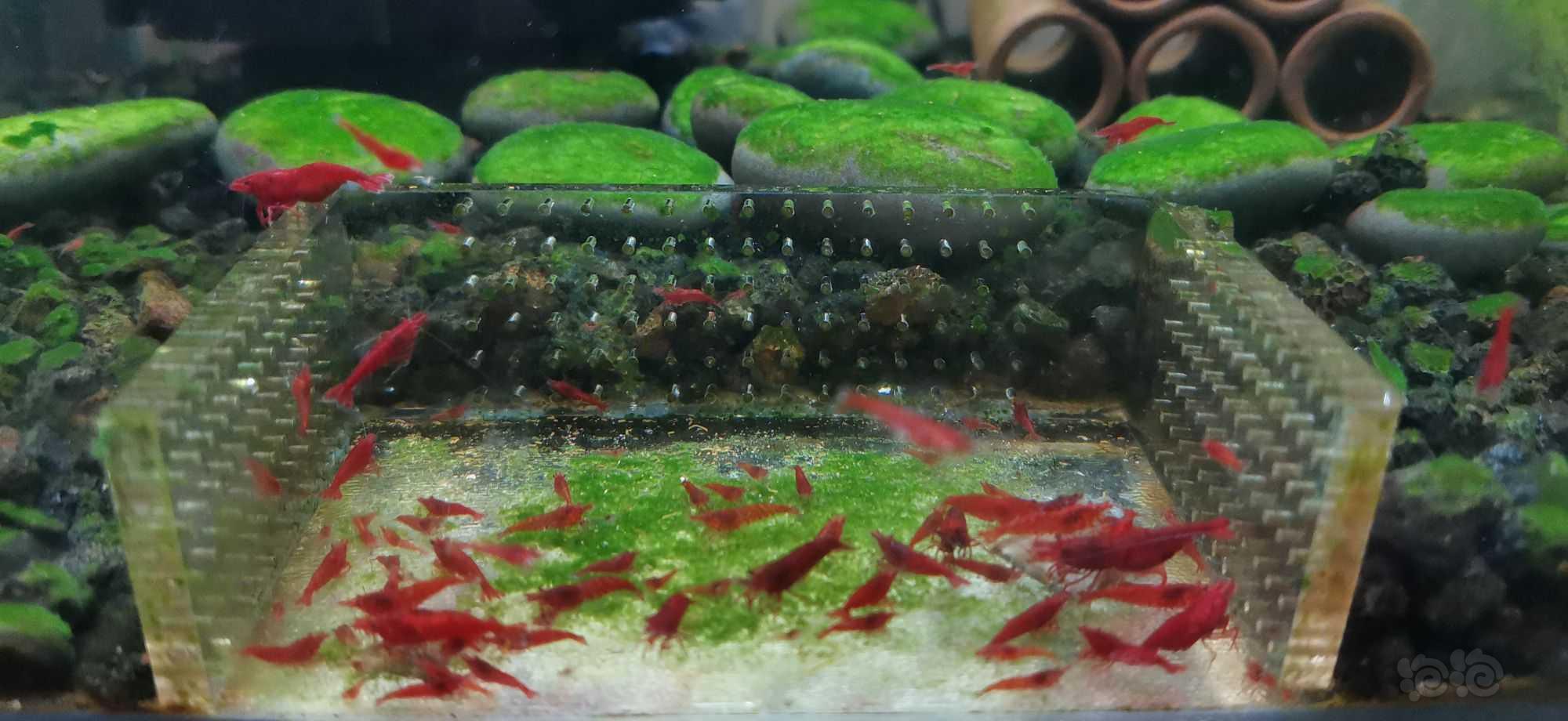 血腥玛丽12只虾43天一两百只小虾米了，短绒藻也给啃光了快-图1