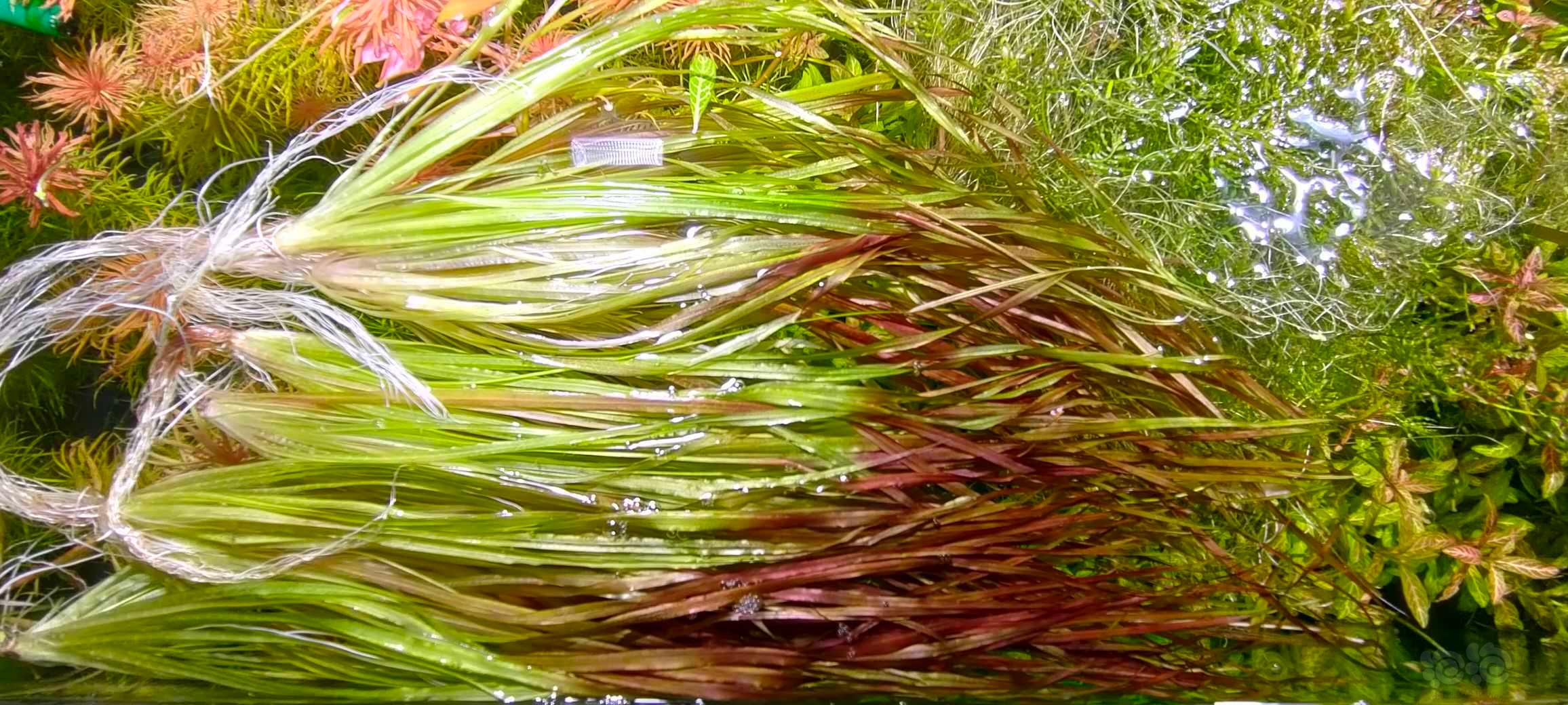 长红箦藻，大莎草，打头草-图2