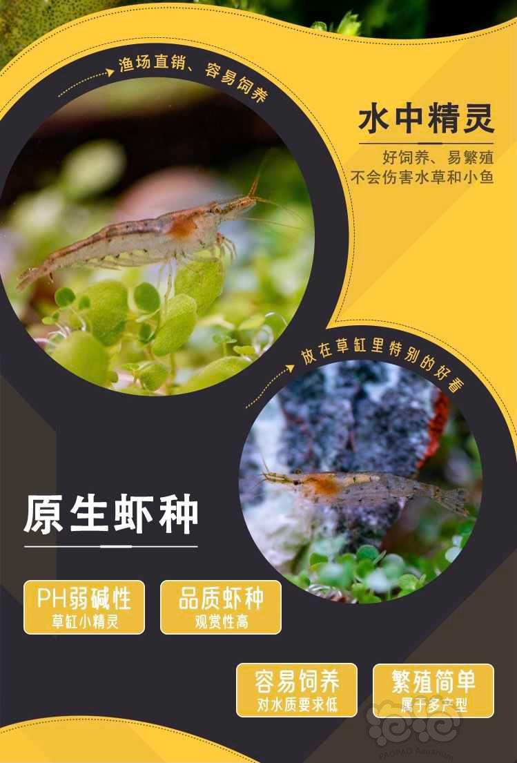 黑壳虾除藻虾口粮虾-图6