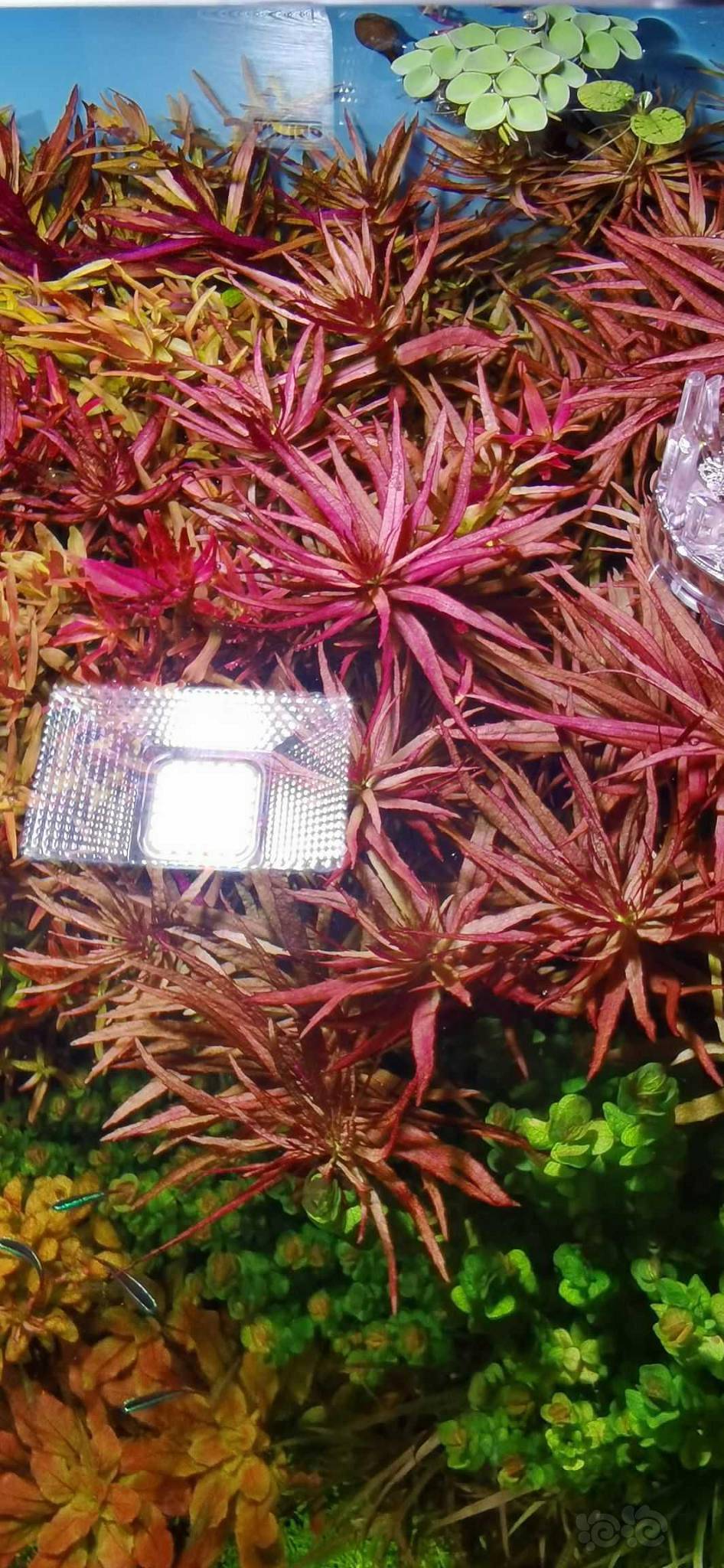 两个尼特利方灯at2-图6