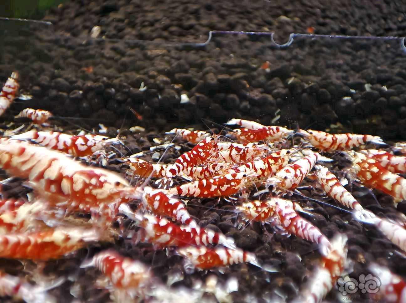 【水晶虾】出各类水晶虾(同时提供开缸教学)-图9