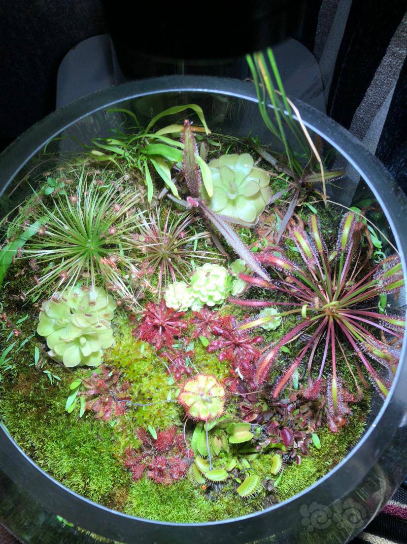 微景观食虫植物缸