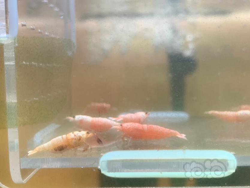 【虾】2022-01-09#RMB拍卖白金母虾十只-图3