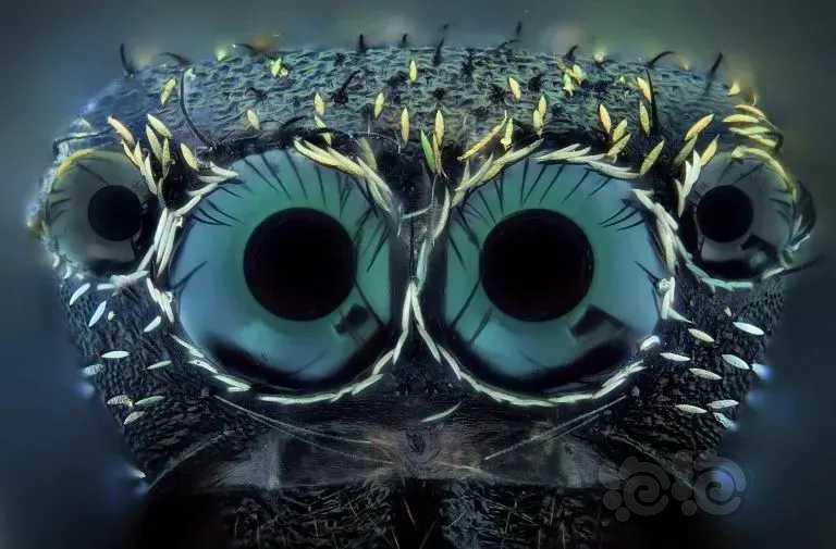 微距镜头下蜘蛛的眼睛
西班牙摄影师 Javier Rupér-图7