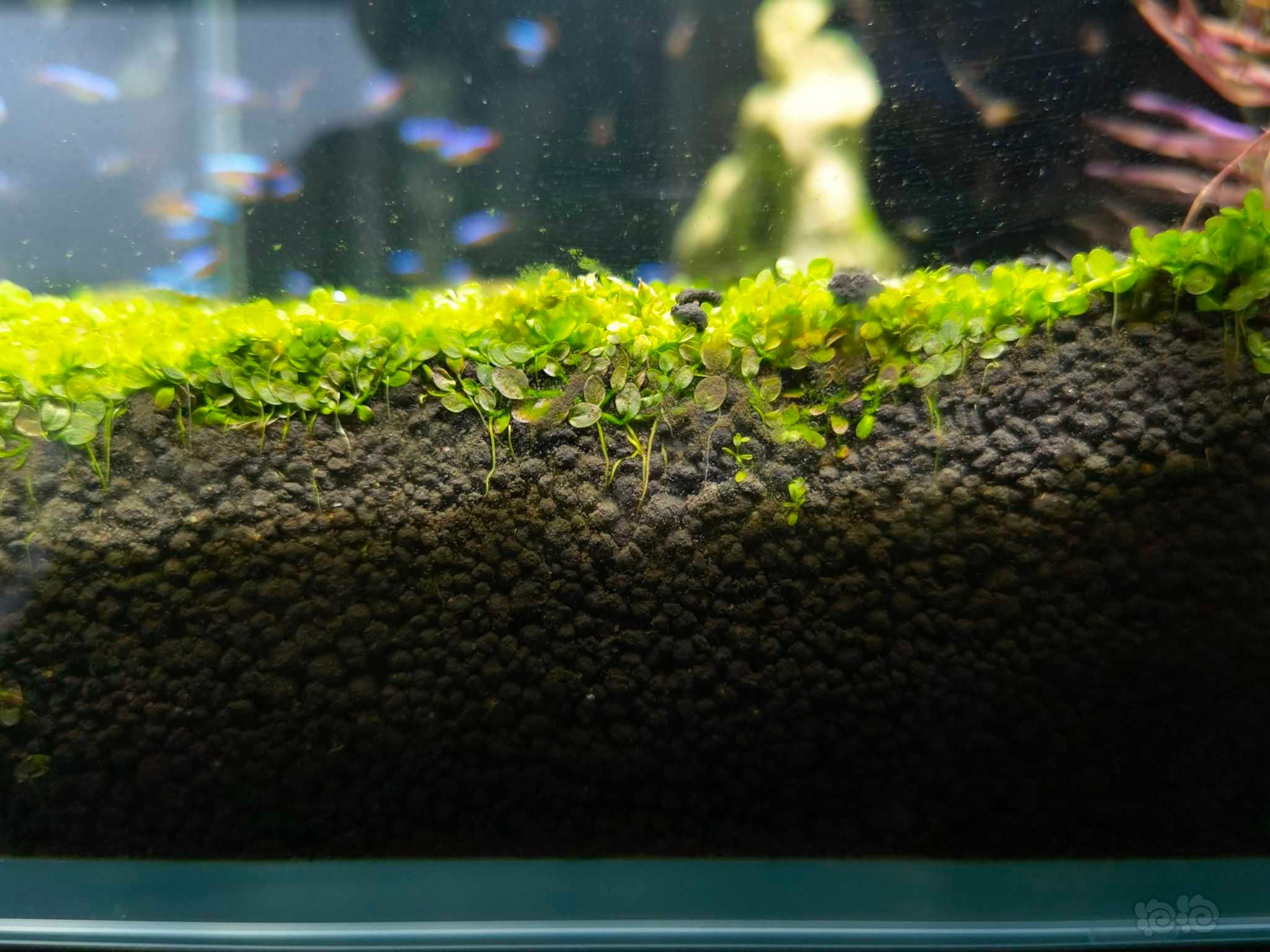 缸壁最下层长藻怎么办？-图1