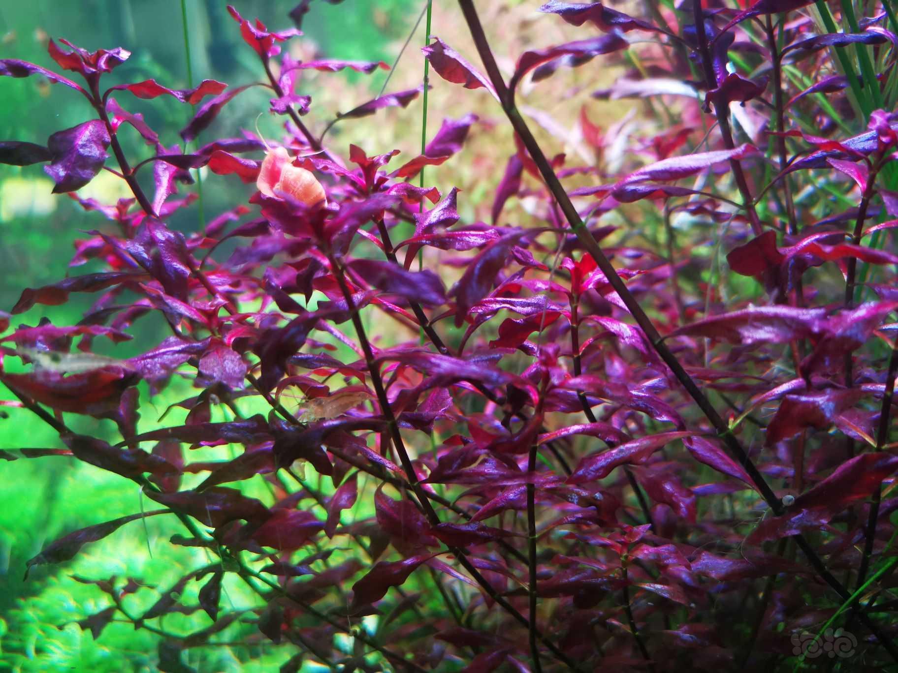 出紫红丁香-图1