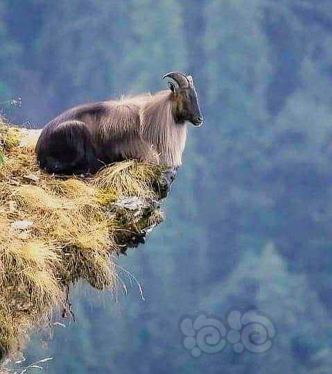 喜马拉雅山脉的山羊-图1