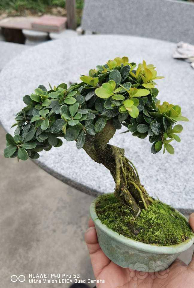 【盆栽】掌上黄杨-图1