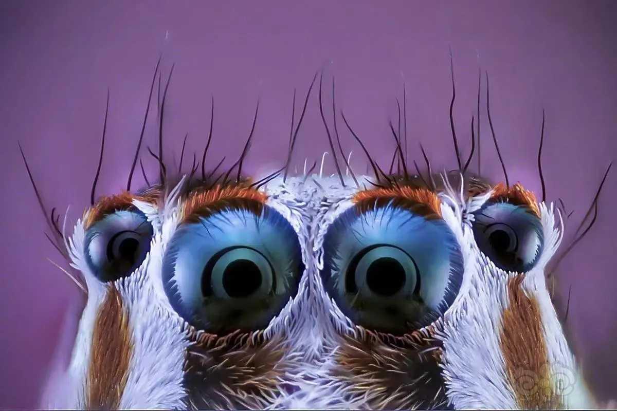 微距镜头下蜘蛛的眼睛
西班牙摄影师 Javier Rupér-图8