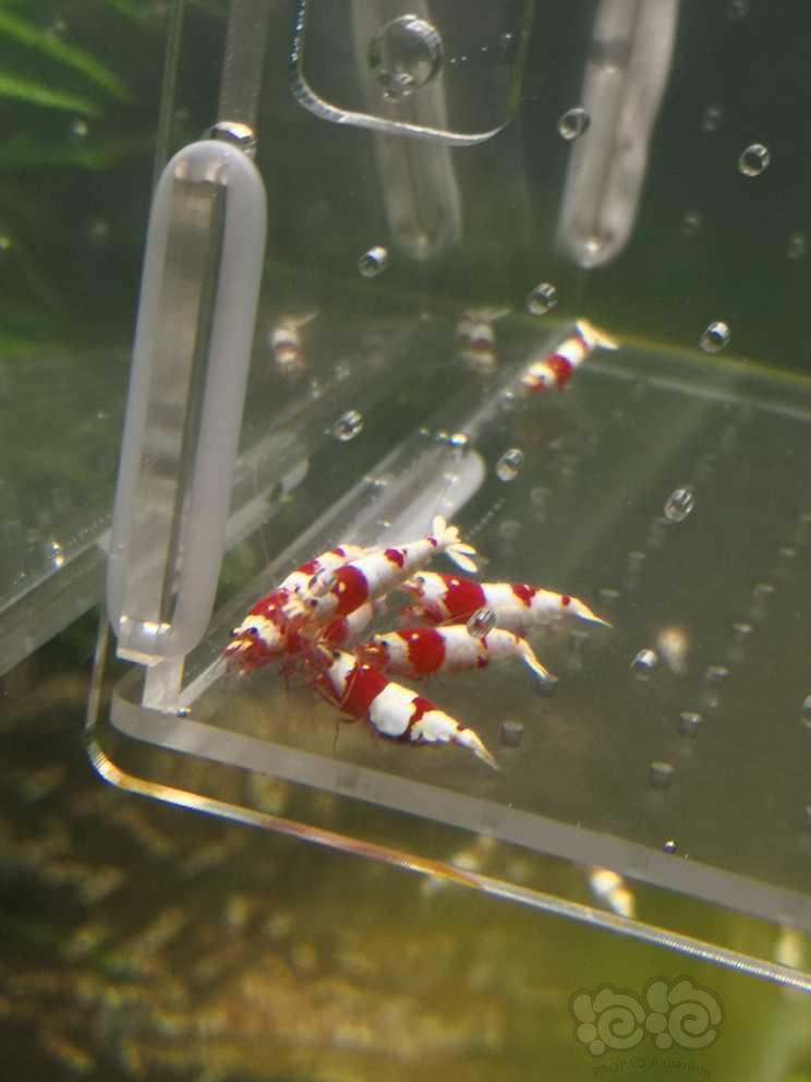 【水晶虾】【出售】纯血红白繁殖组，10公10母，包邮
【份数】一份20-图2