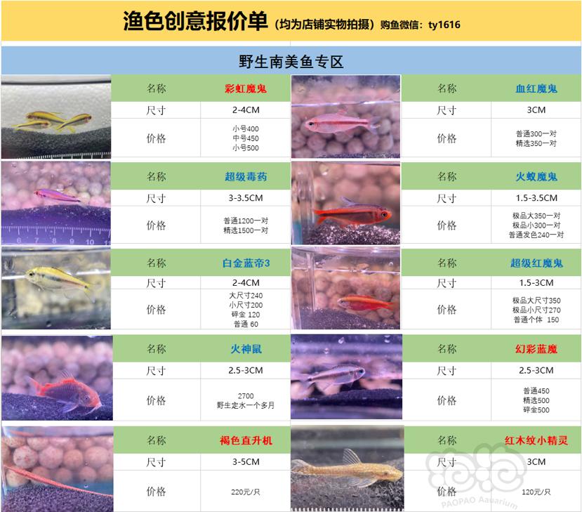 【出售】出售巴西秘鲁野生灯鱼 鼠鱼-图9