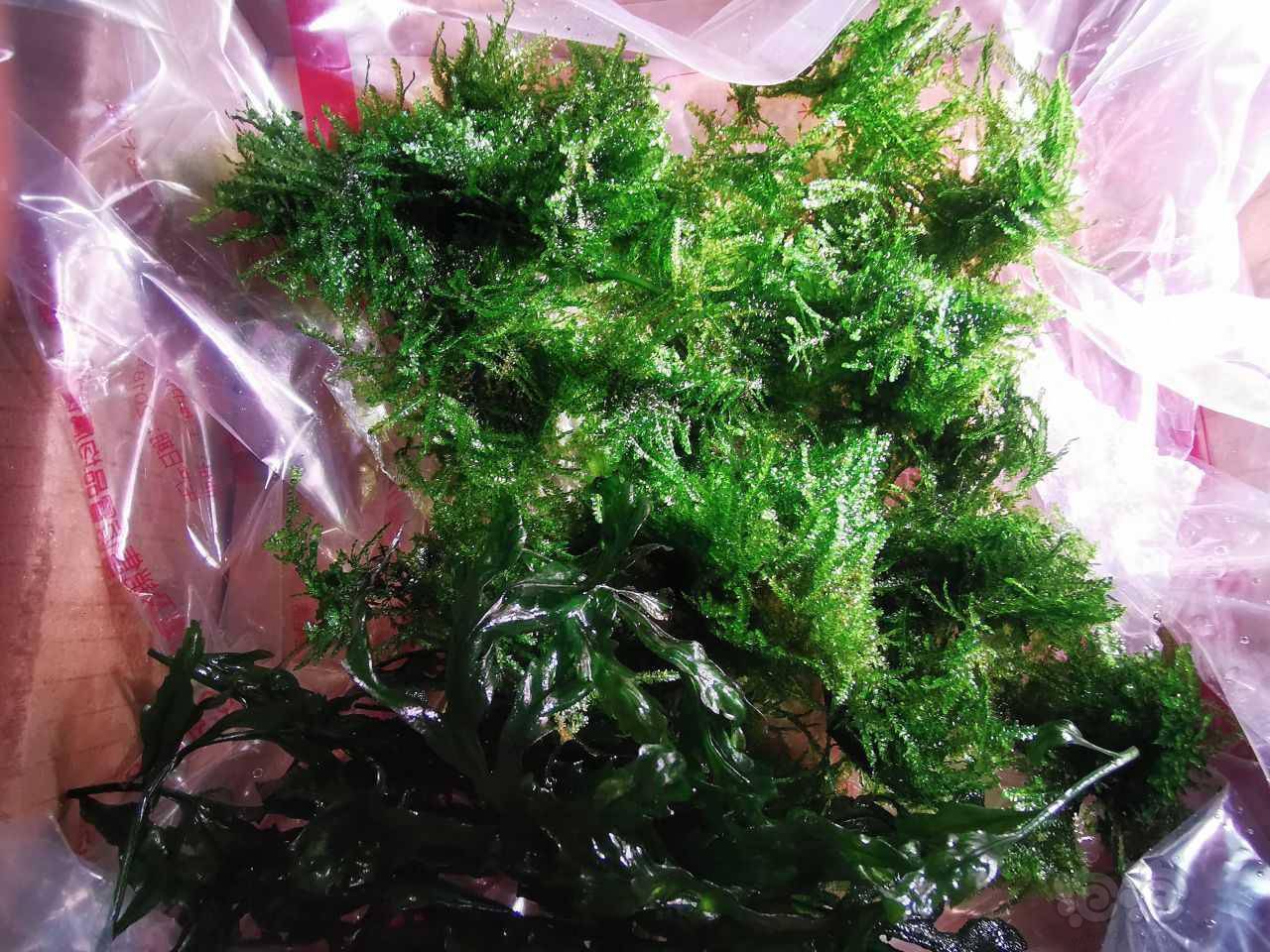 水晶莫斯20x20cm减下来的黑木蕨