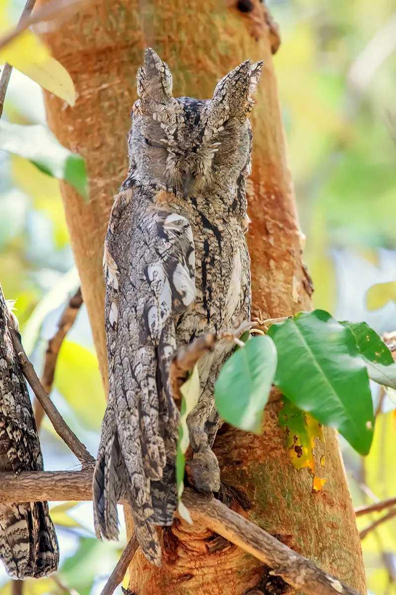 非洲角鸮-图3