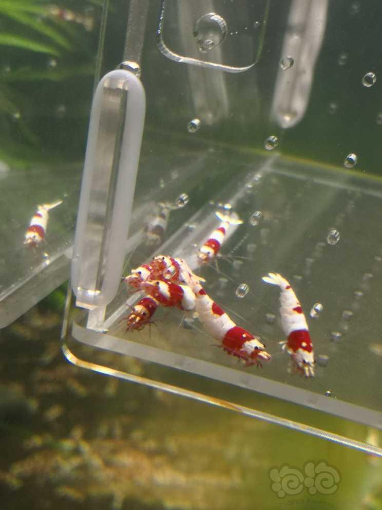 【水晶虾】【出售】纯血红白繁殖组，10公10母，包邮
【份数】一份20-图1