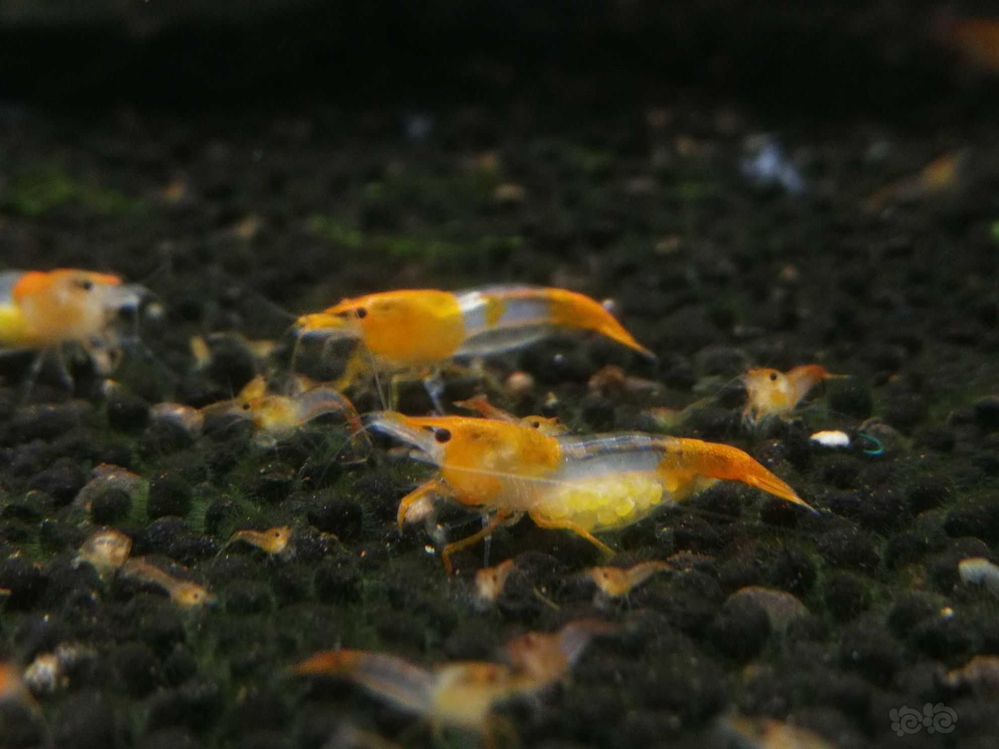橙琉璃米虾-图2