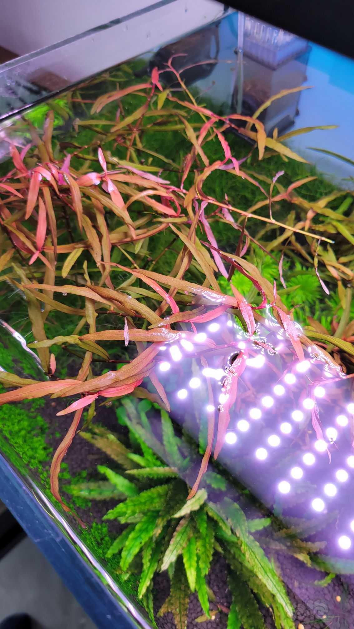 出红水蓼，也叫紫艳柳-图1