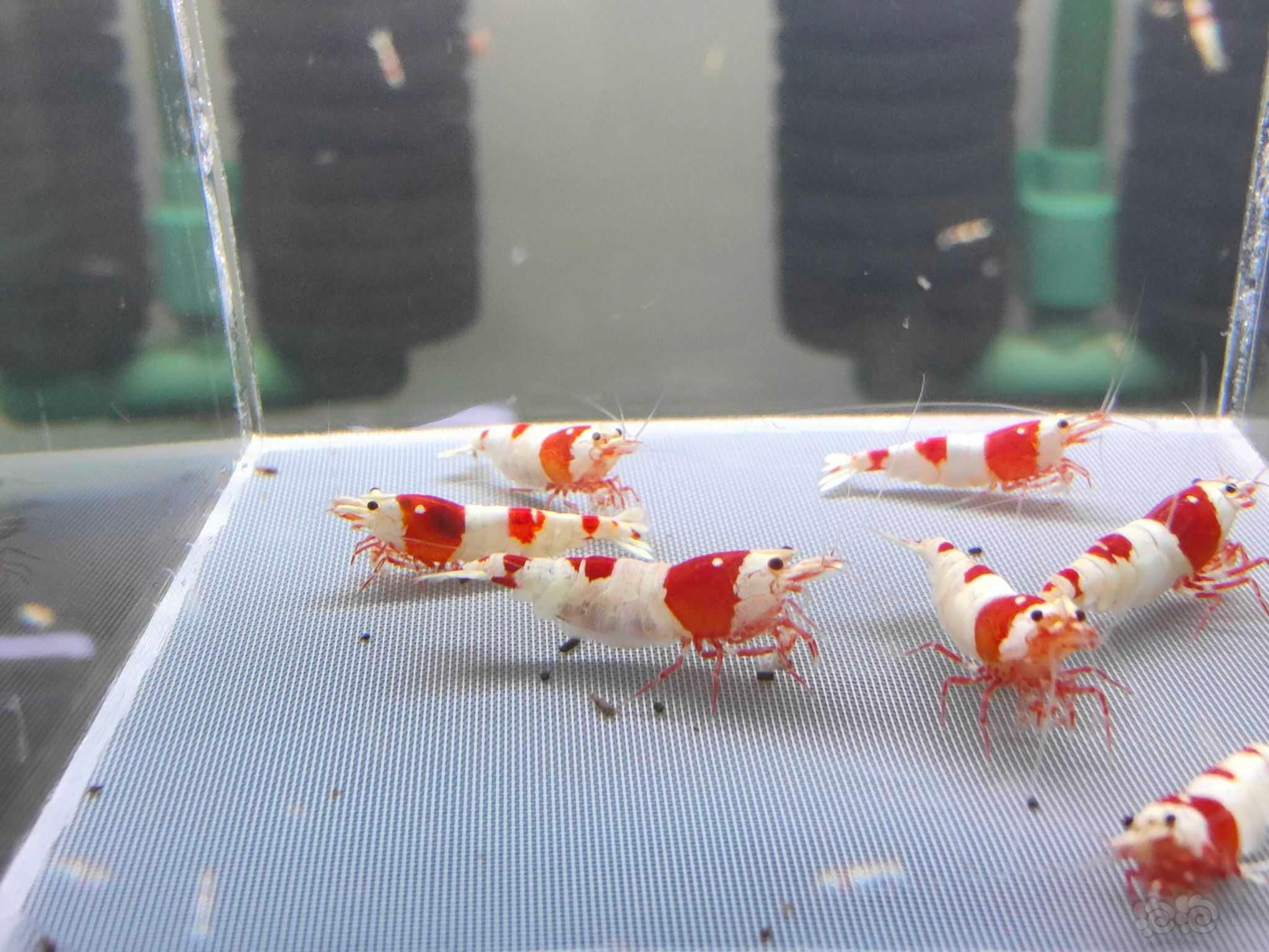 【虾】2022－01－24#RMB拍卖一线淘汰红白繁殖组2公5母-图8