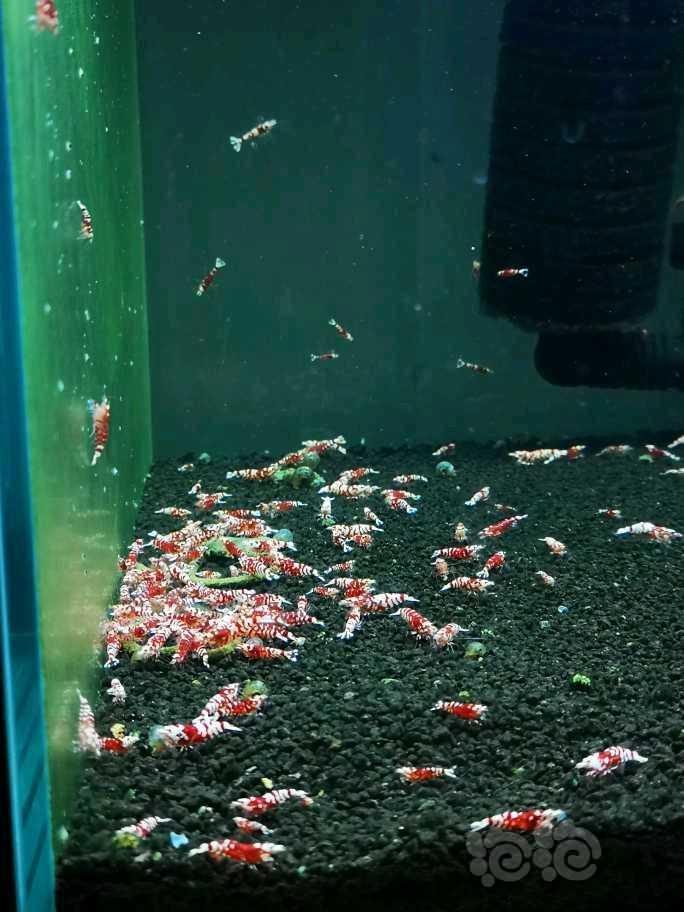 【水晶虾】出售Mars血统红花虎压成-图6