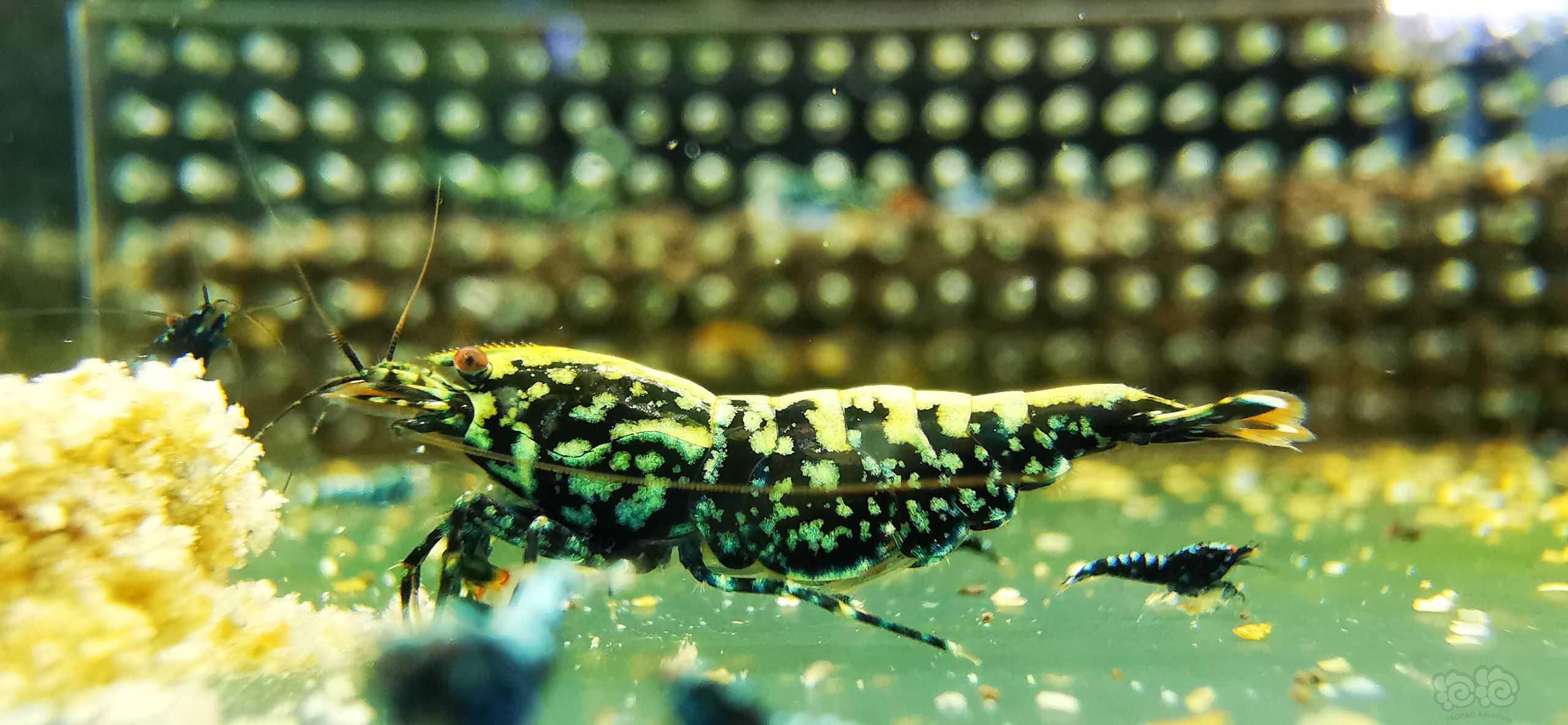 一只母虾-图9