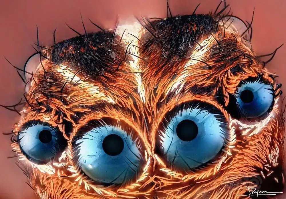 微距镜头下蜘蛛的眼睛
西班牙摄影师 Javier Rupér-图5