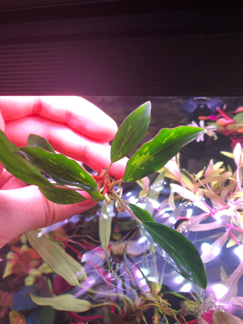 芋榕Piptospatha Ridley-图1