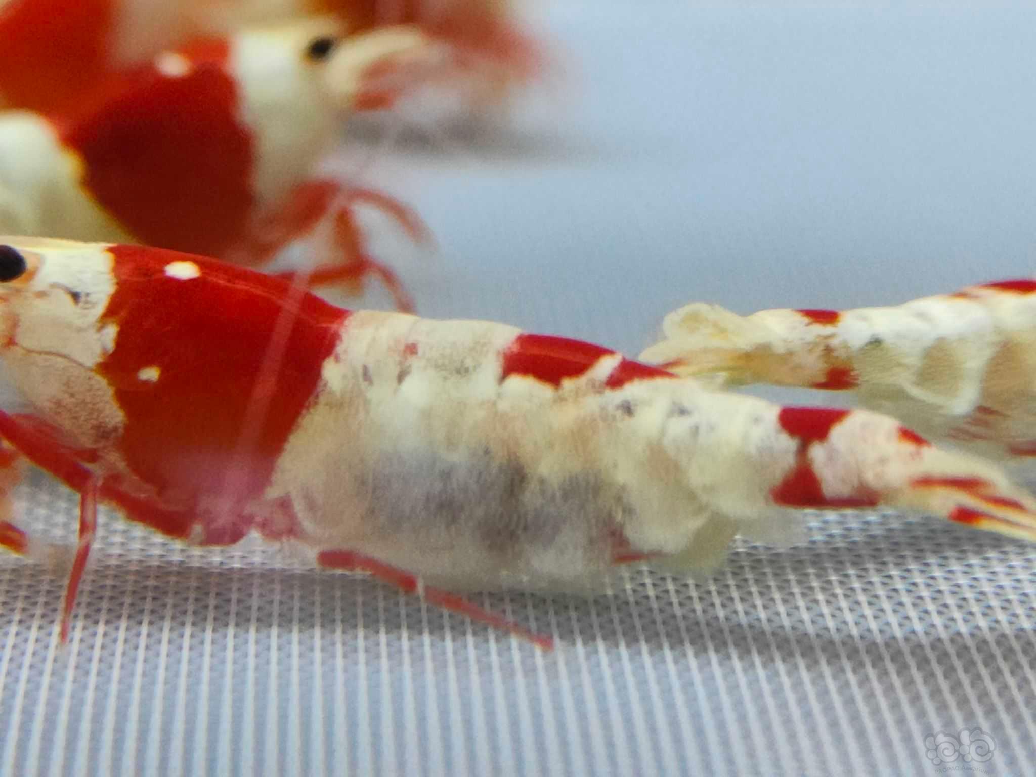 【虾】2022－01－24#RMB拍卖一线淘汰红白繁殖组2公5母-图5