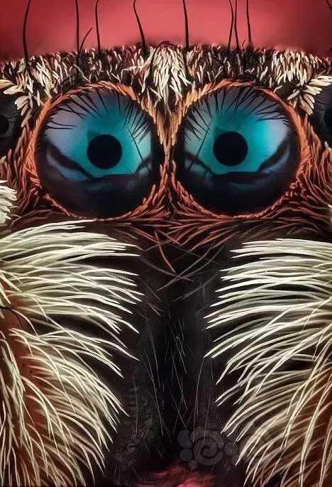 微距镜头下蜘蛛的眼睛
西班牙摄影师 Javier Rupér-图9