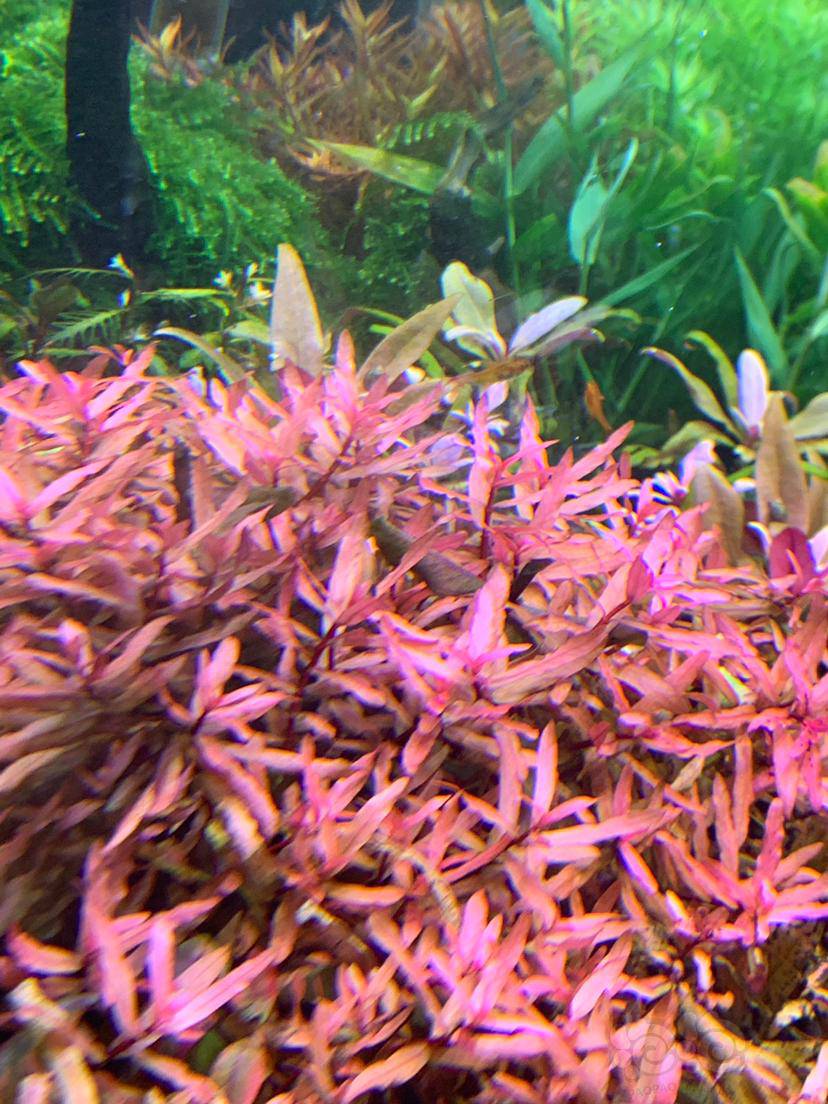 求大神告诉我这些粉色水草是什么草 准备翻缸 想大面积种植这草 泡泡水族 求大神告诉我这些粉色水草是什么草 准备翻缸 想大面积种植这草 泡泡水族