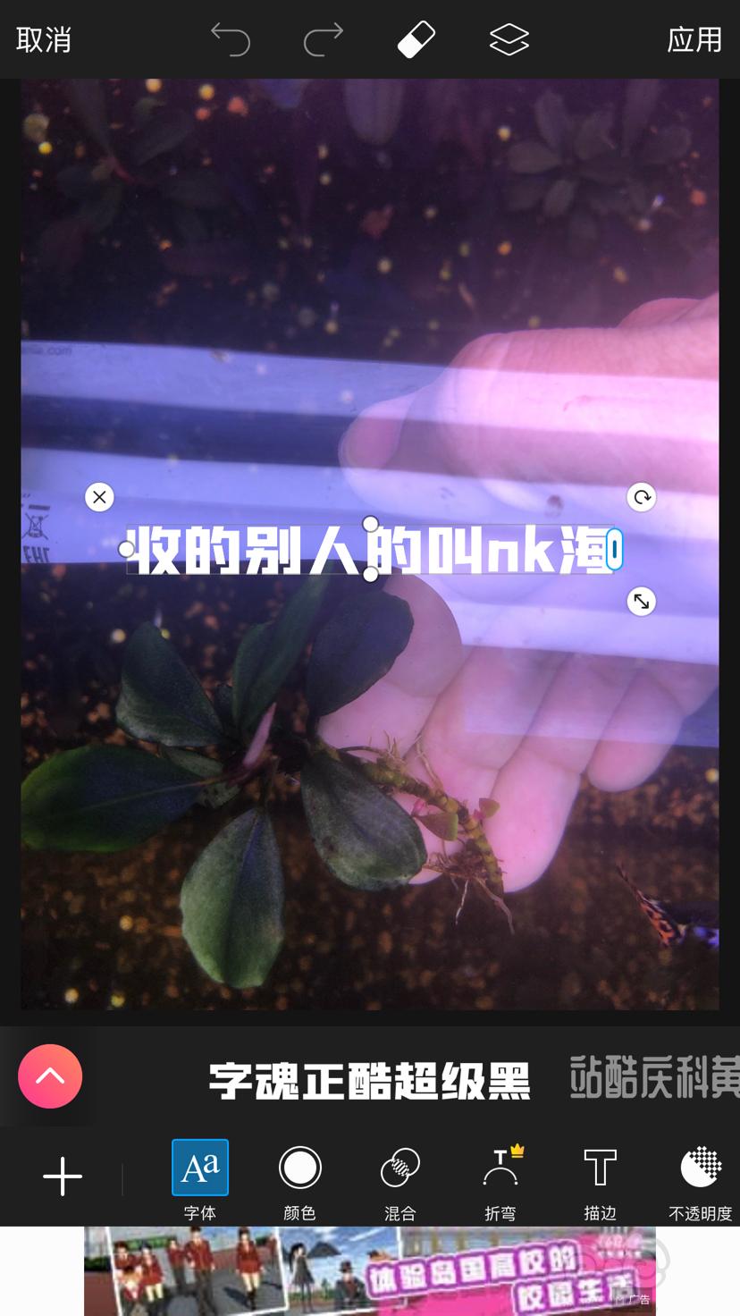 【辣椒榕】北京出售辣椒榕组合18种左右老货！-图8