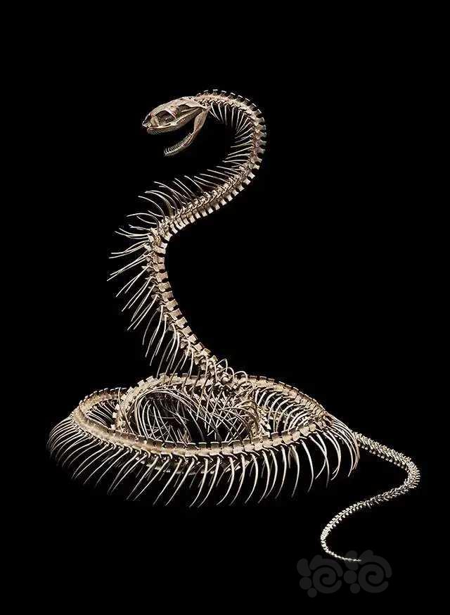 蛇的骨架