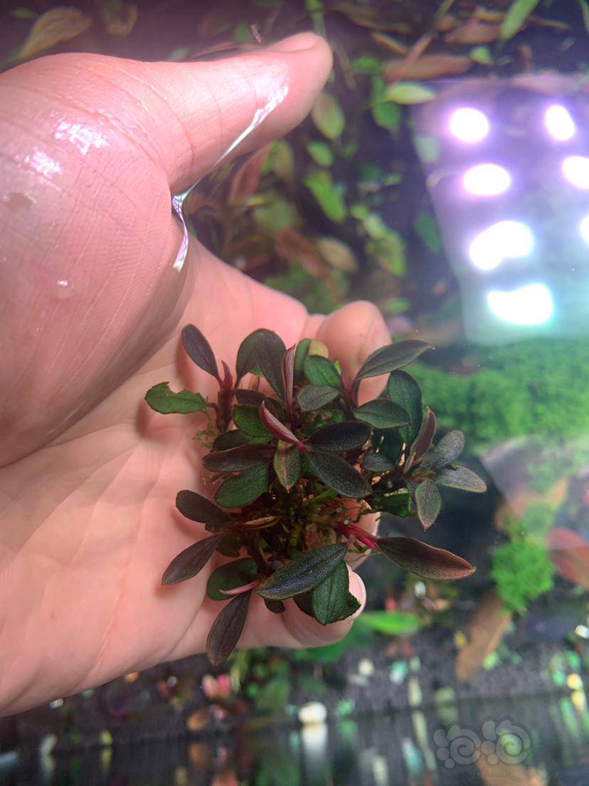 随便出点草,玄武海,小叶雅典娜,造景小叶辣椒榕.-图9