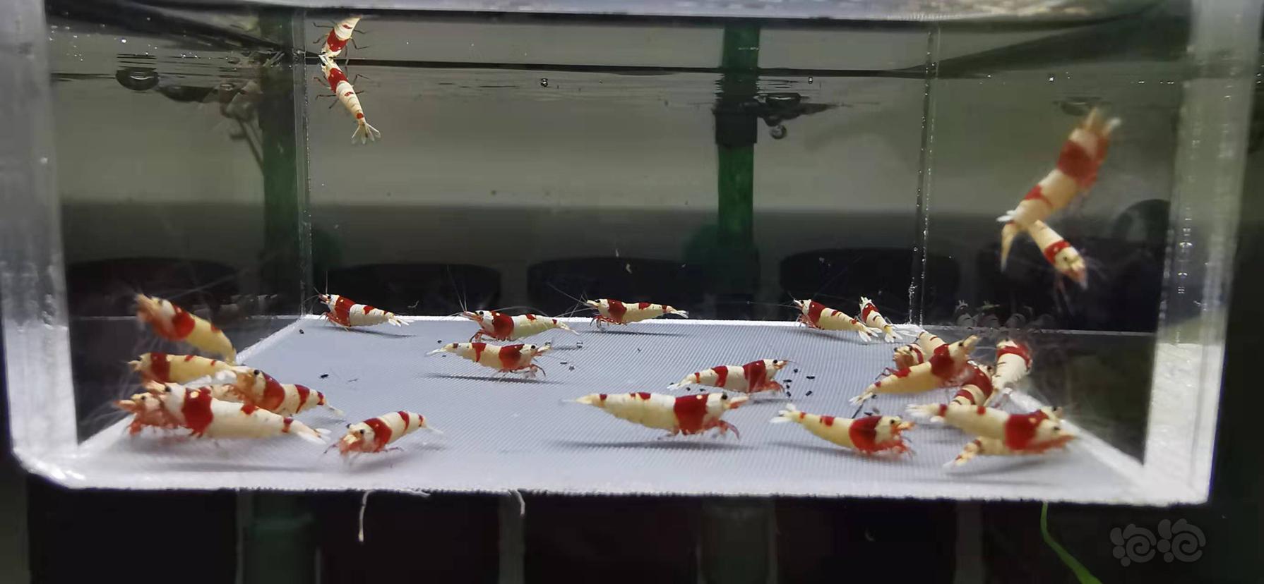 【虾】2022-01-09#RMB拍卖红白水晶虾一份25只-图5