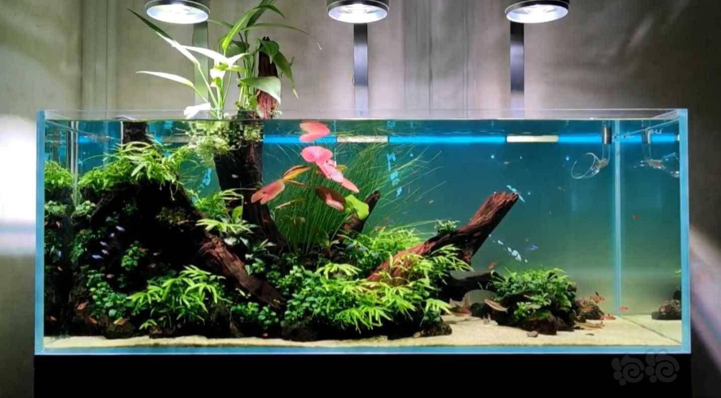 关于阿根廷皇冠水草种植问题 泡泡水族