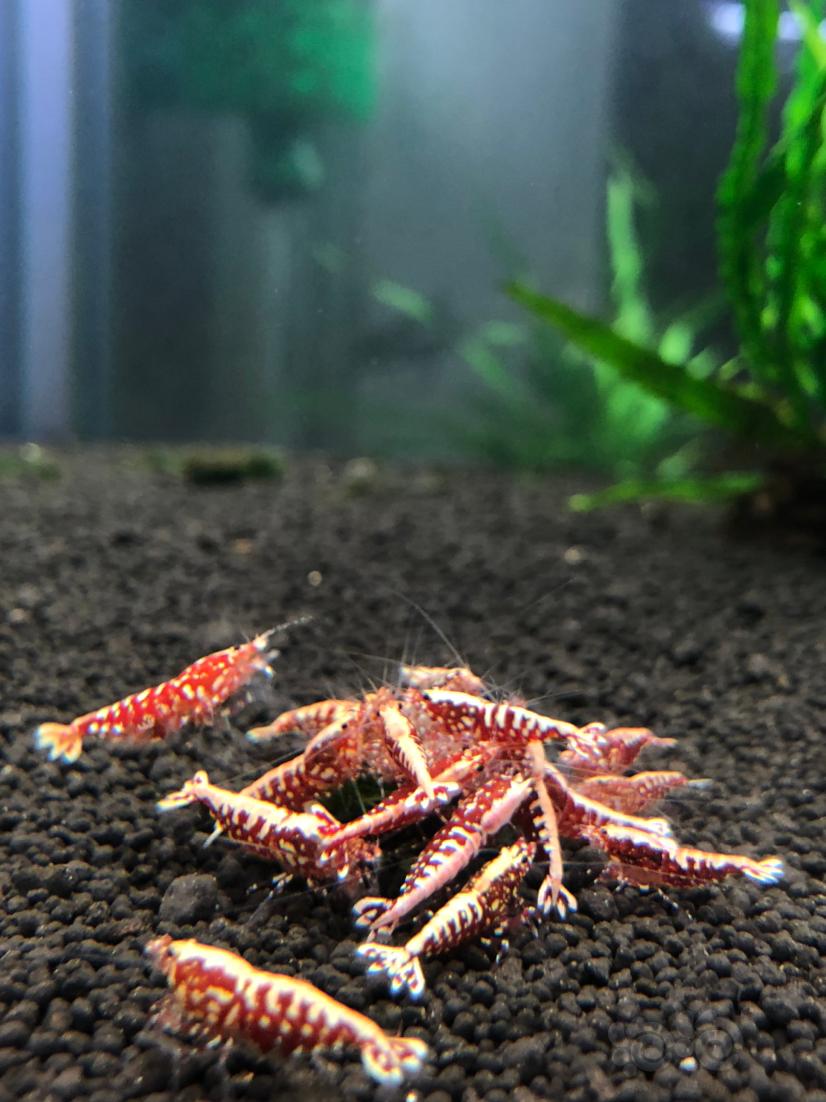 【水晶虾】出红银河星钻、系统黑白、红白、蓝化繁殖组。-图1