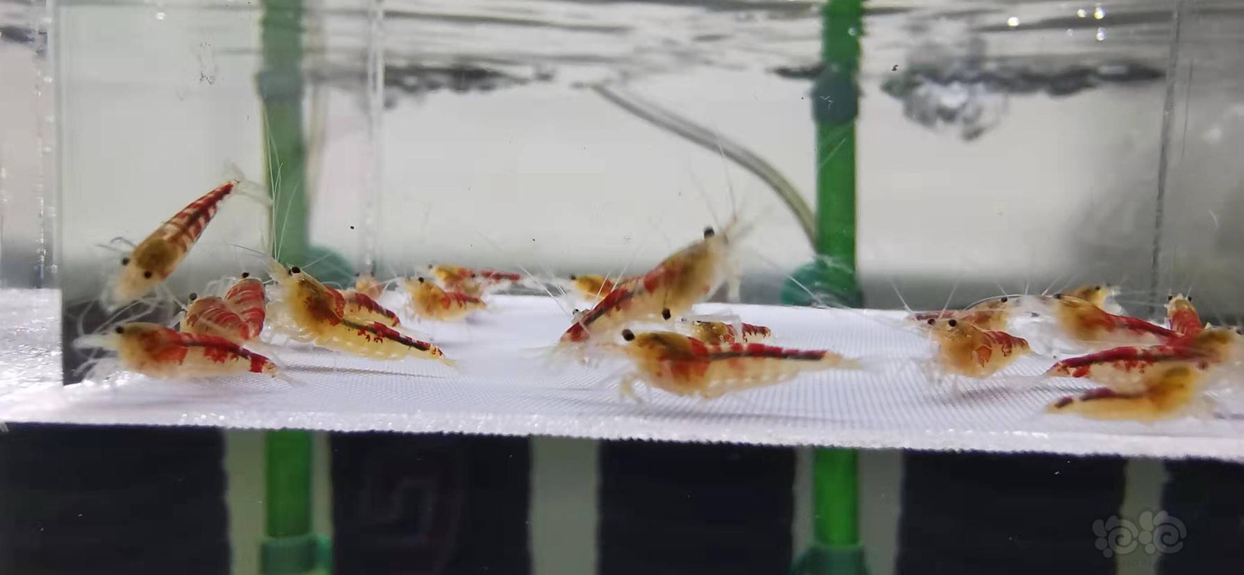 【虾】2022-01-09#RMB拍卖黄金龙水晶虾一份30只-图5