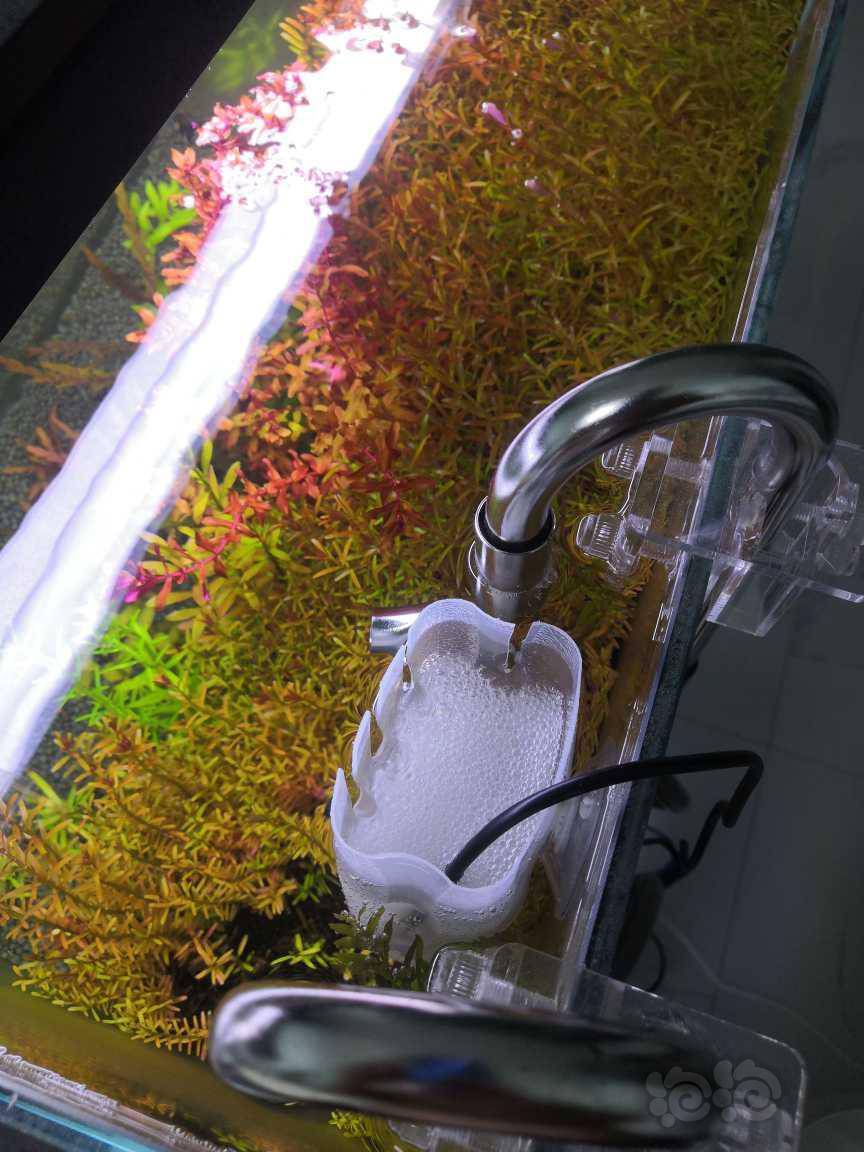 Diy一个除油膜 效果还是挺不错的 泡泡水族