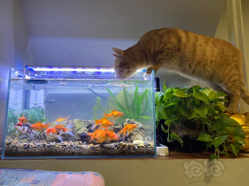 猫和鱼共生-图1