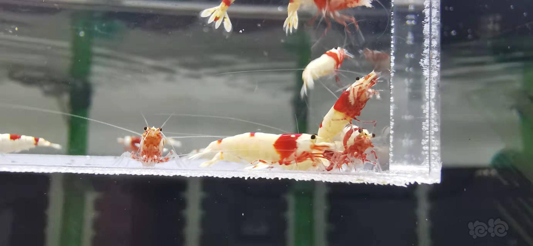 【虾】2022-01-09#RMB拍卖红白水晶虾一份25只-图2