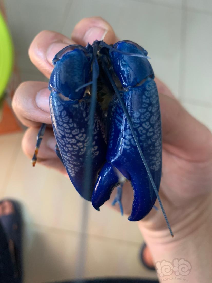 澳比杜斯珍珠鳌虾-图7