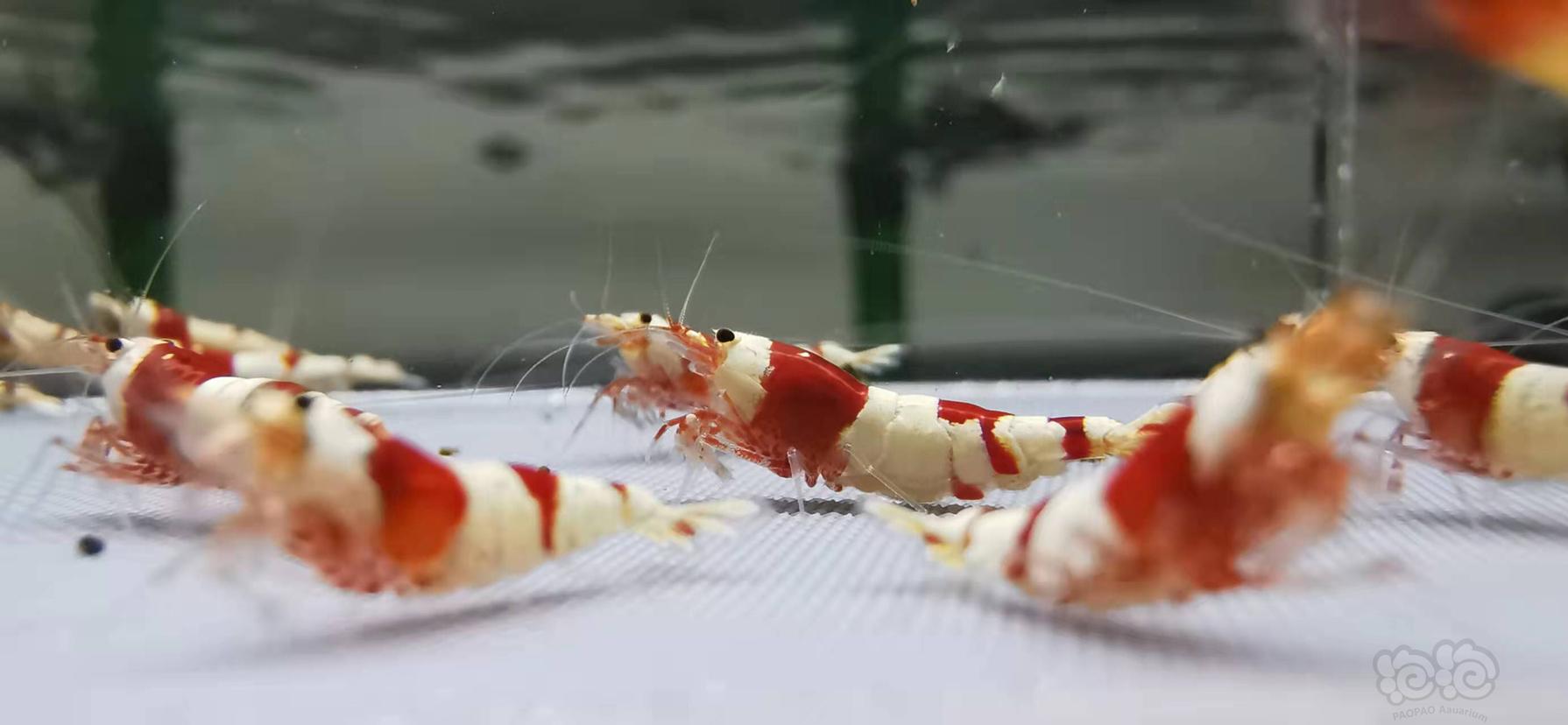 【虾】2022-01-09#RMB拍卖红白水晶虾一份25只-图3