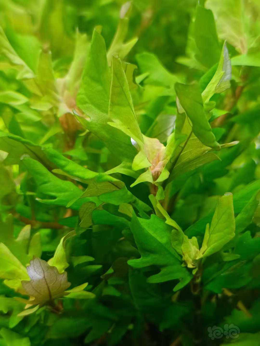 微信:  hmsc3386    敲门暗号:  泡泡山东泰安发货,零下地区发热包