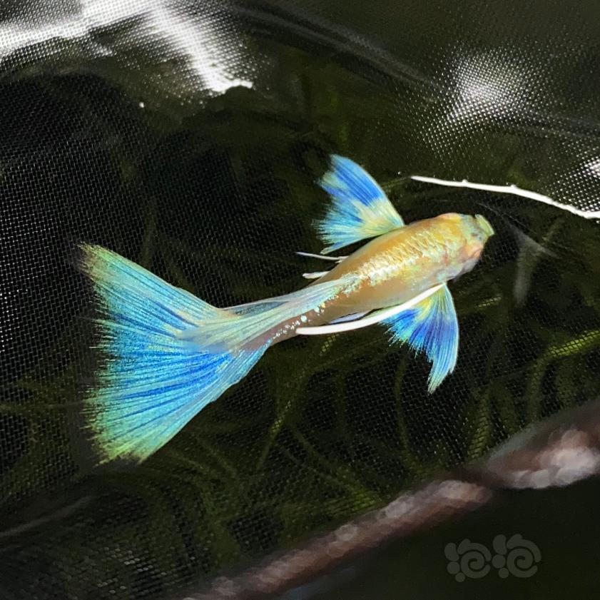 孔雀鱼｜在鱼缸里逮到一只蝴蝶🦋-图1