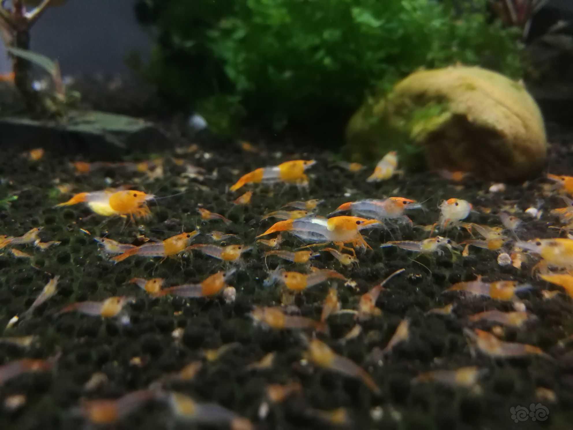 橙琉璃米虾-图3
