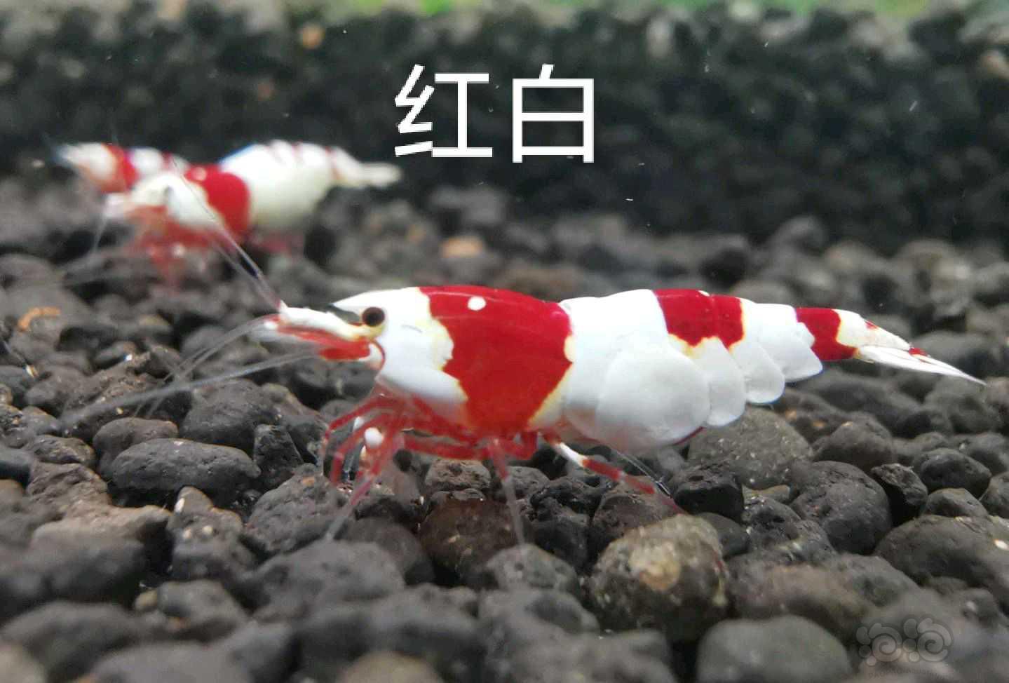 【水晶虾】出各类水晶虾(同时提供开缸教学)-图5