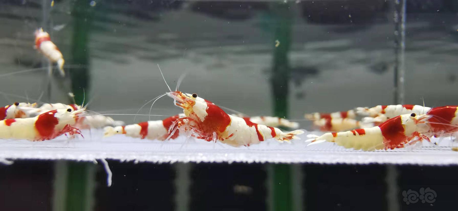 【虾】2022-01-09#RMB拍卖红白水晶虾一份25只-图4